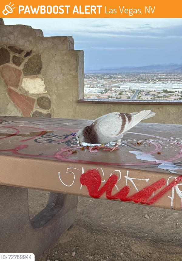 Found/Stray Unknown Bird last seen Top of Exploration Peak Park, Las Vegas, NV 89178