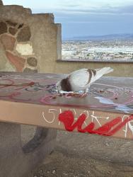 Found/Stray Unknown Bird last seen Top of Exploration Peak Park, Las Vegas, NV 89178