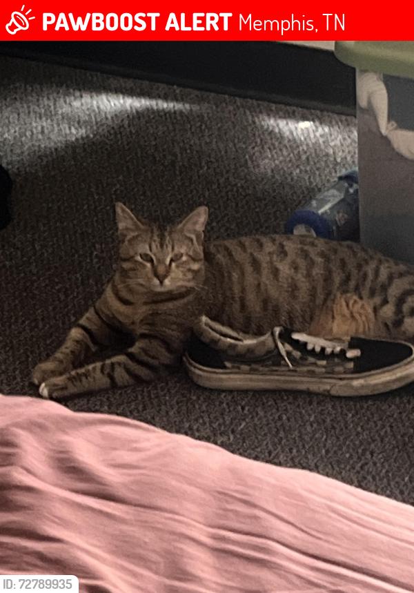 Lost Male Cat last seen Crestridge and Riverdale, Memphis, TN 38119