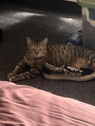 Lost Male Cat last seen Crestridge and Riverdale, Memphis, TN 38119