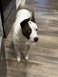 Lost Male Dog last seen Kemp, Wichita Falls, TX 76301