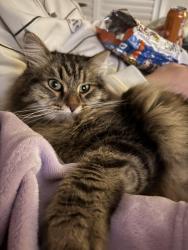 Lost Male Cat last seen Weetangera Primary School, Weetangera, ACT 2614