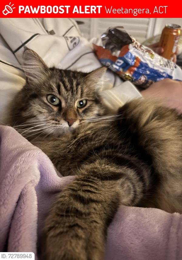 Lost Male Cat last seen Weetangera Primary School, Weetangera, ACT 2614