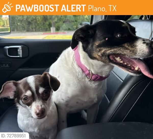 Found/Stray Unknown Dog last seen Plano parkway , Plano, TX 75074