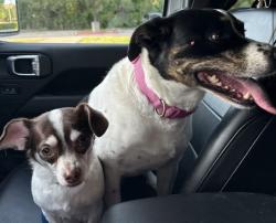 Found/Stray Unknown Dog last seen Plano parkway , Plano, TX 75074