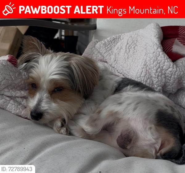 Lost Male Dog last seen Elmarg Dr Kings Mountain , Kings Mountain, NC 28086