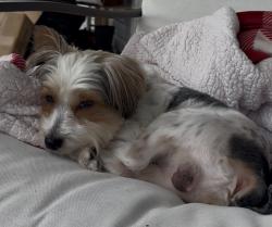 Lost Male Dog last seen Elmarg Dr Kings Mountain , Kings Mountain, NC 28086