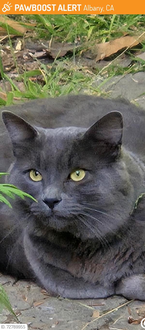 Found/Stray Unknown Cat last seen Cornell St and Brighton Ave, Albany, CA 94706