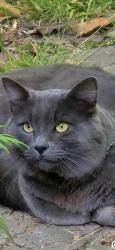 Found/Stray Unknown Cat last seen Cornell St and Brighton Ave, Albany, CA 94706