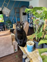 Lost Male Cat last seen Dakota Trce , Harker Heights TX, Harker Heights, TX 76548