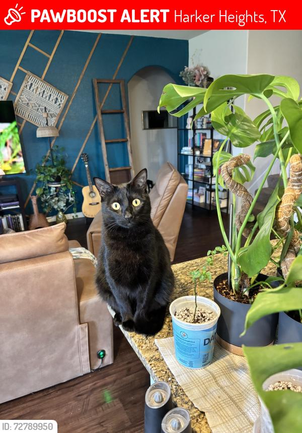 Lost Male Cat last seen Dakota Trce , Harker Heights TX, Harker Heights, TX 76548