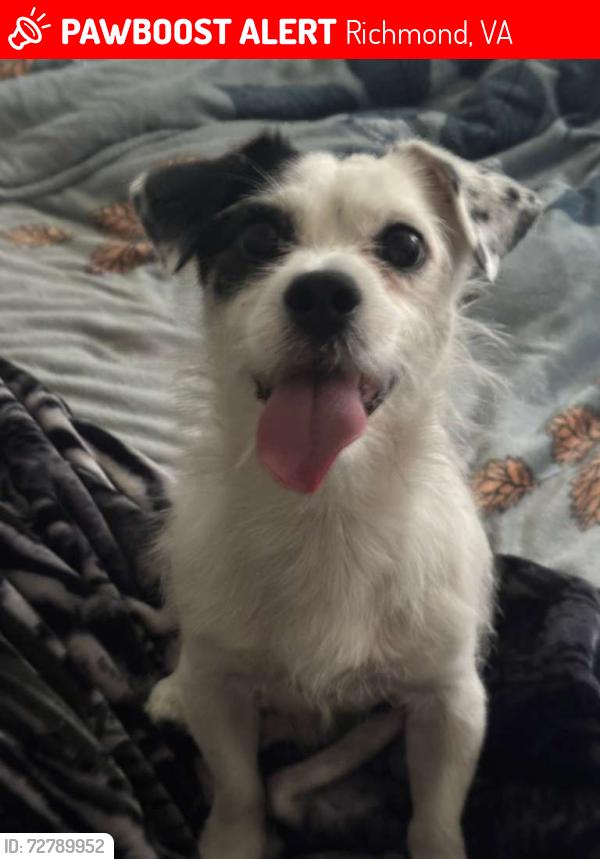 Lost Male Dog last seen Near squire hills , Richmond, VA 23234