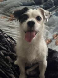 Lost Male Dog last seen Near squire hills , Richmond, VA 23234