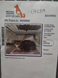 Lost Female Cat last seen Sheridan  str se 3rd ave, Dania Beach, FL 33004