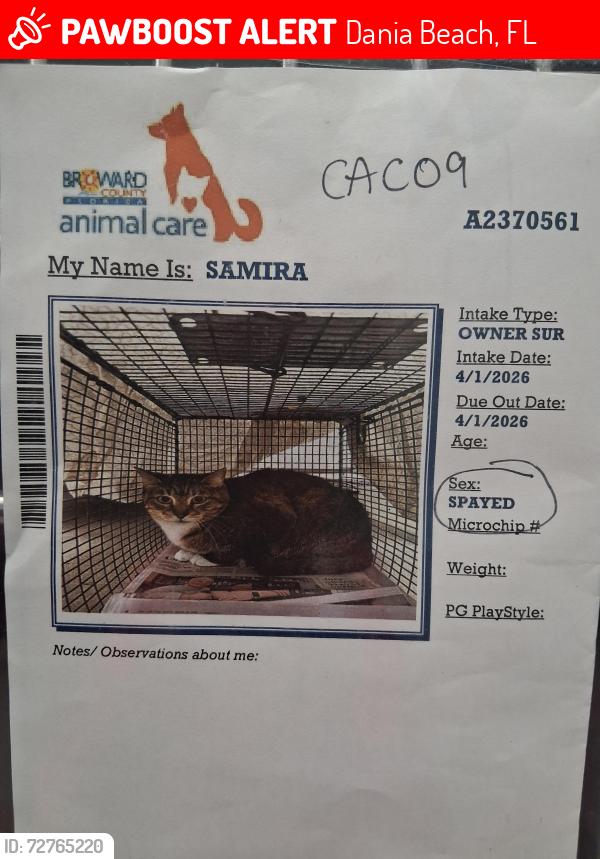 Lost Female Cat last seen Sheridan  str se 3rd ave, Dania Beach, FL 33004