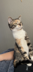 Lost Female Cat last seen Brazos St , Lockhart, TX 78644