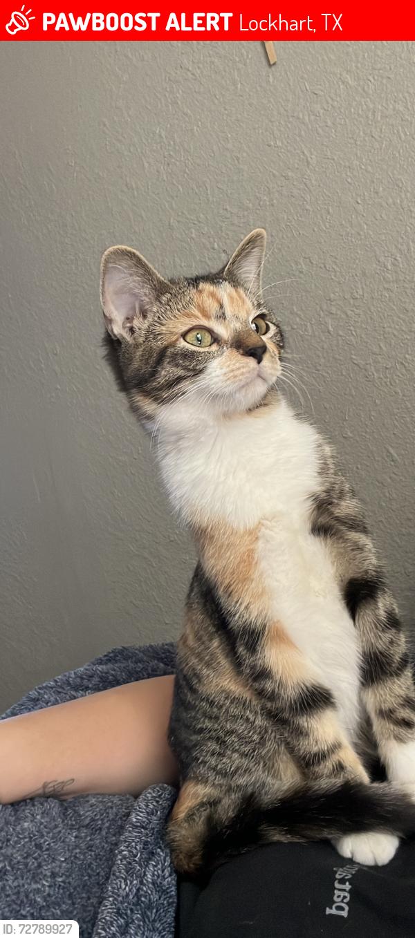 Lost Female Cat last seen Brazos St , Lockhart, TX 78644