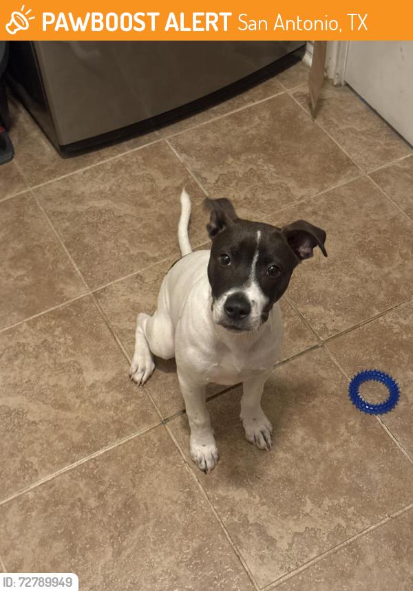 Found/Stray Male Dog last seen Bear springs, San Antonio, TX 78245