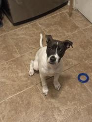 Found/Stray Male Dog last seen Bear springs, San Antonio, TX 78245