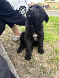 Found/Stray Male Dog last seen 56th St, Sacramento, CA 95817