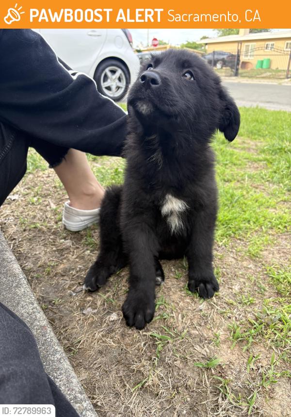 Found/Stray Male Dog last seen 56th St, Sacramento, CA 95817