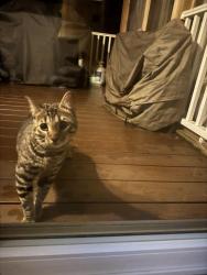 Found/Stray Unknown Cat last seen Heritage Dr, Danbury, CT 06811