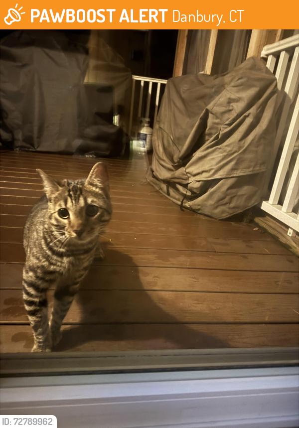 Found/Stray Unknown Cat last seen Heritage Dr, Danbury, CT 06811