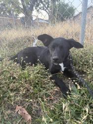 Found/Stray Unknown Dog last seen Massachusets and evans, San Bernardino, CA 92411