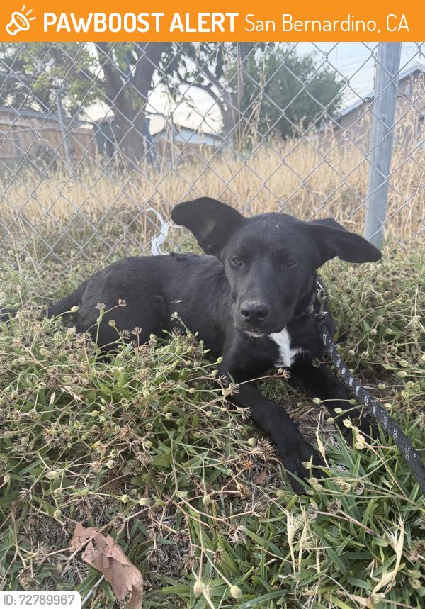 Found/Stray Unknown Dog last seen Massachusets and evans, San Bernardino, CA 92411
