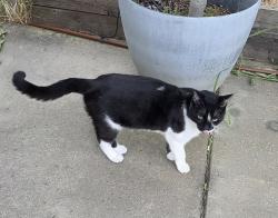 Reunited Unknown Cat last seen Franklin and Earhardt, Sacramento, CA 95823