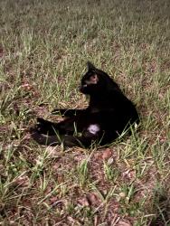 Found/Stray Unknown Cat last seen Elkcam Blvd and Stacy Cir., Deltona, FL 32738
