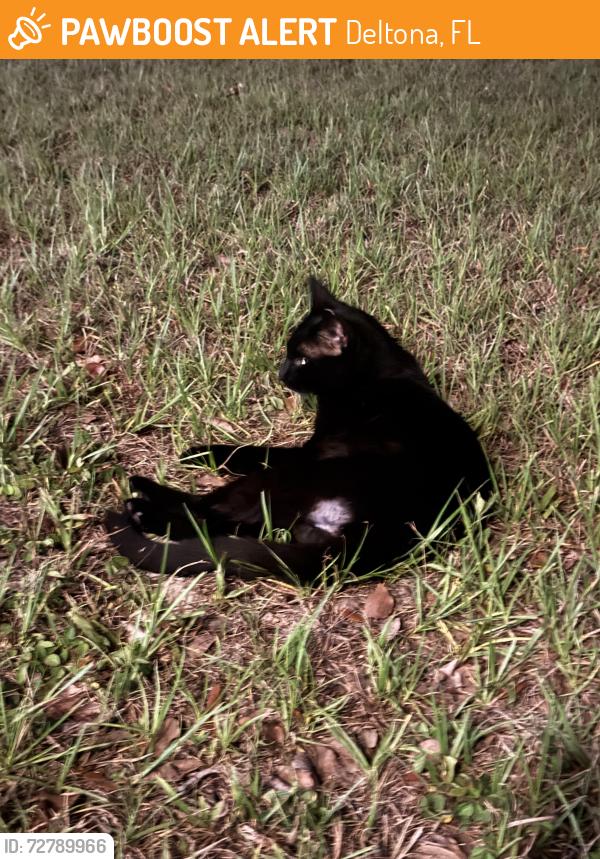 Found/Stray Unknown Cat last seen Elkcam Blvd and Stacy Cir., Deltona, FL 32738
