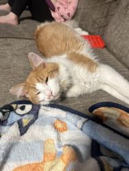 Found/Stray Unknown Cat last seen North dixie, Dayton, OH 45414