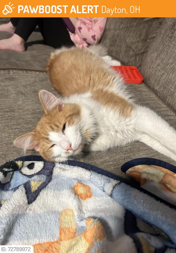 Found/Stray Unknown Cat last seen North dixie, Dayton, OH 45414