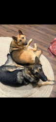 Lost Male Dog last seen Highland Forest, Cohutta, GA 30710