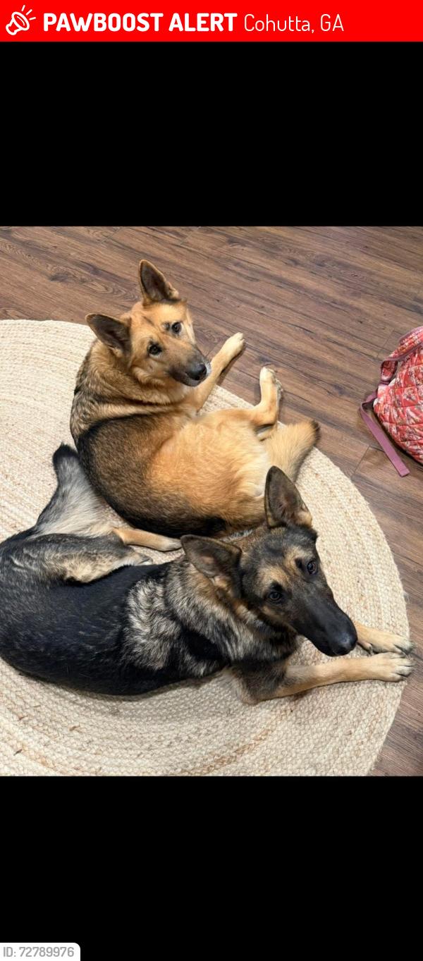 Lost Male Dog last seen Highland Forest, Cohutta, GA 30710