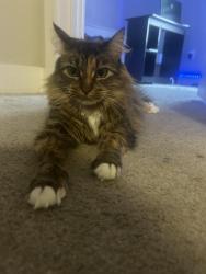 Lost Female Cat last seen Hathaway bridge, Bay County, FL 32407