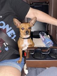 Lost Male Dog last seen Fire station wilm, Wilmington, DE 19801