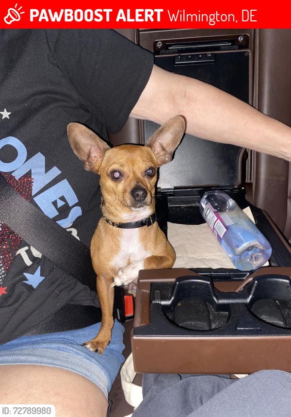 Lost Male Dog last seen Fire station wilm, Wilmington, DE 19801