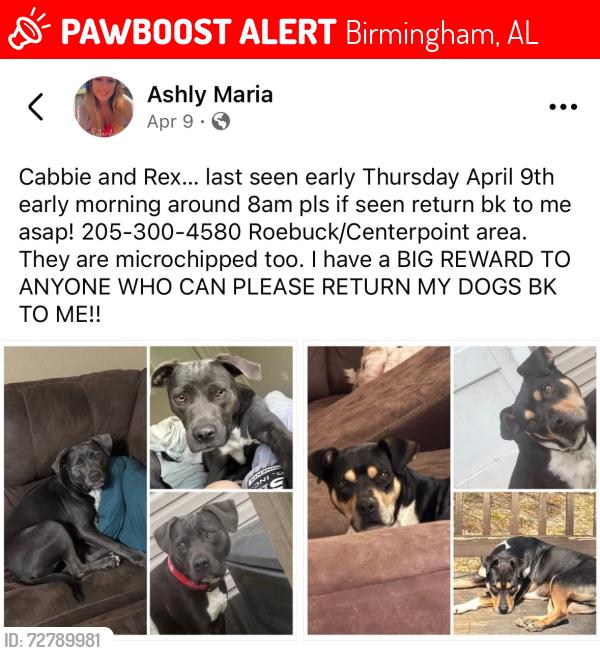 Lost Female Dog last seen Near ferndale rd Birmingham al 35235, Birmingham, AL 35235