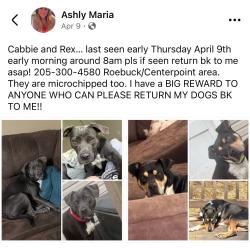 Lost Female Dog last seen Near ferndale rd Birmingham al 35235, Birmingham, AL 35235