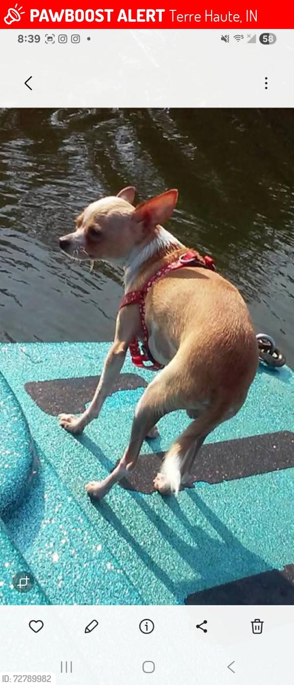 Lost Male Dog last seen Luckett, Terre Haute, IN 47803