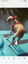 Lost Male Dog last seen Luckett, Terre Haute, IN 47803