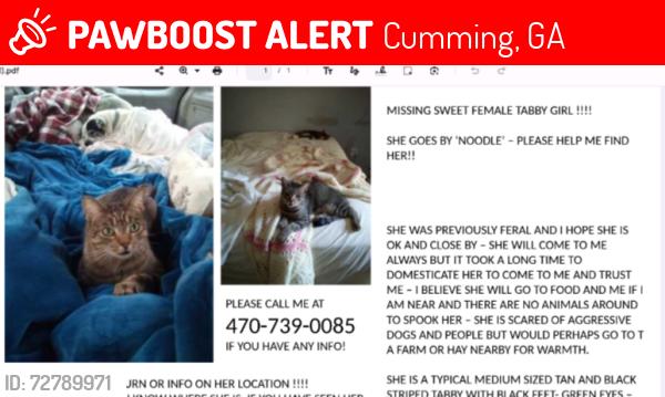 Lost Female Cat last seen cumming, georgia hwy 400 and pilgrim mill rd to hwy 20 , Cumming, GA 30040