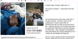 Lost Female Cat last seen cumming, georgia hwy 400 and pilgrim mill rd to hwy 20 , Cumming, GA 30040