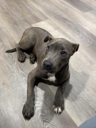 Found/Stray Male Dog last seen In neighborhood, Henderson County, NC 28790