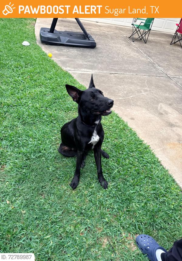 Found/Stray Unknown Dog last seen Valley country Ln and LJ pkwy, Tiverstone, Sugar Land, TX 77479