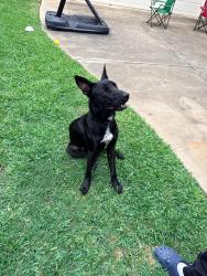 Found/Stray Unknown Dog last seen Valley country Ln and LJ pkwy, Tiverstone, Sugar Land, TX 77479