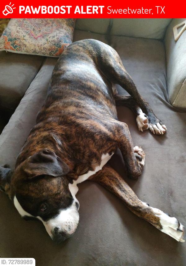 Lost Male Dog last seen Eskota , Sweetwater, TX 79556