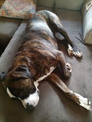Lost Male Dog last seen Eskota , Sweetwater, TX 79556
